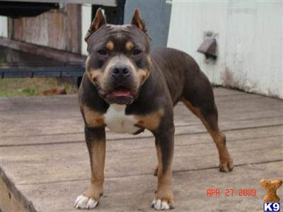 Dogs for Sale